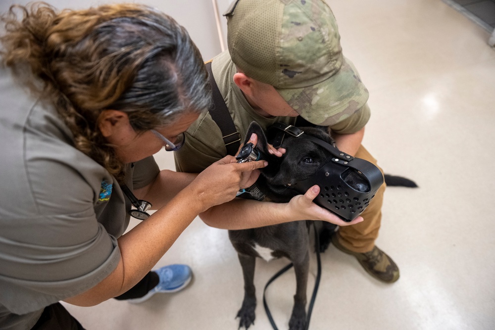 Caring hands and canine heroes