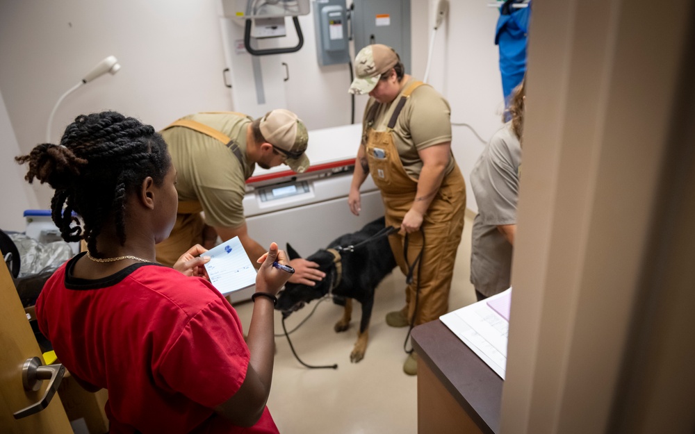 Caring hands and canine heroes