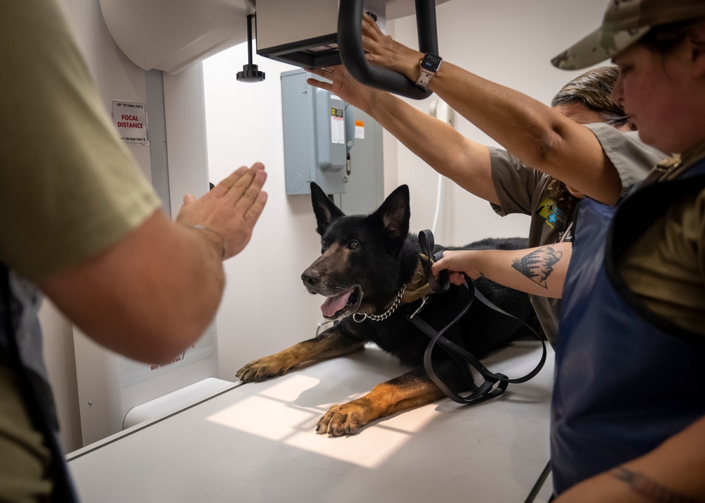 Caring hands and canine heroes