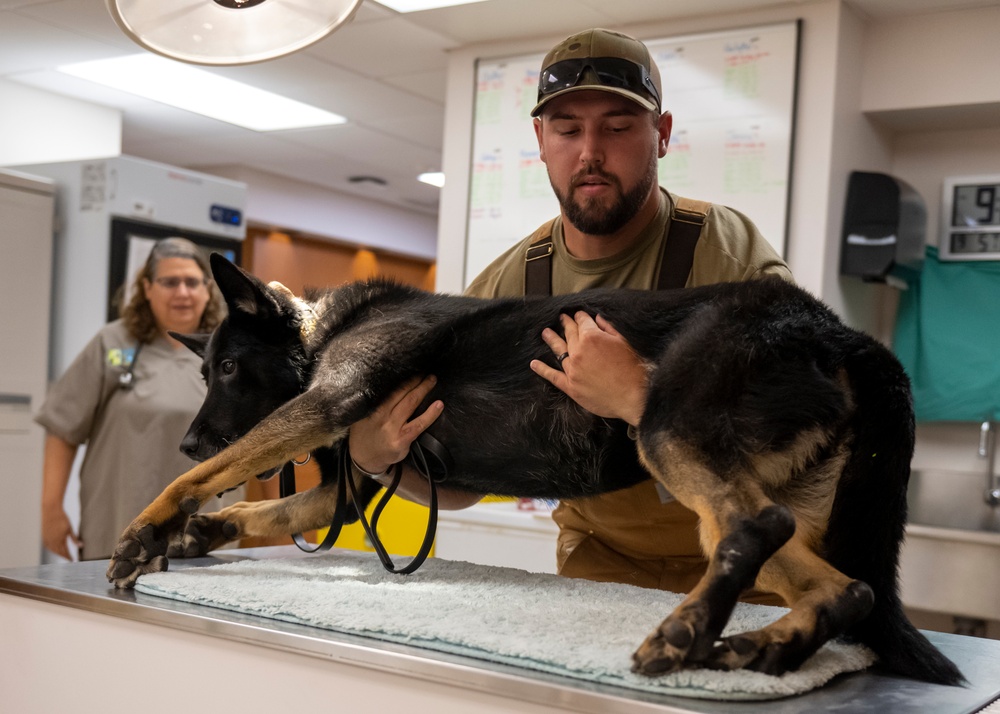 Caring hands and canine heroes