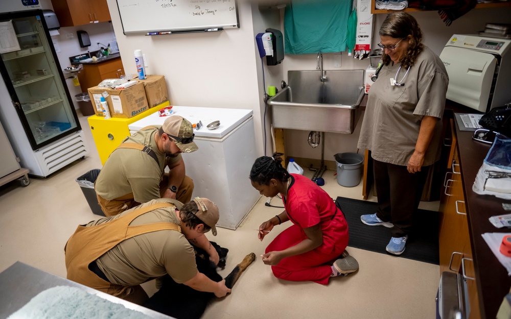 Caring hands and canine heroes