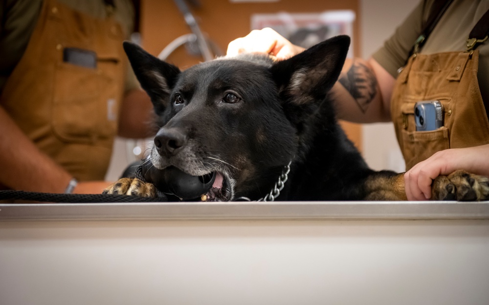 Caring hands and canine heroes