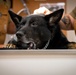 Caring hands and canine heroes