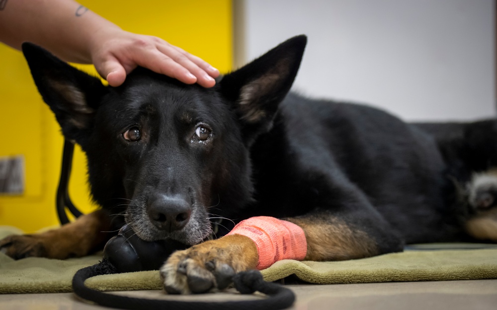 Caring hands and canine heroes