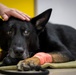 Caring hands and canine heroes