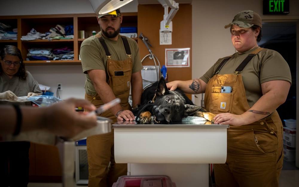 Caring hands and canine heroes