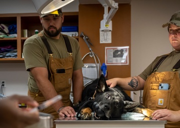 Caring hands and canine heroes