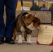 Devil Dog To Be Promoted