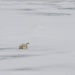 USCGC Healy Polar Operations