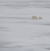 USCGC Healy Polar Operations