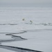 USCGC Healy Polar Operations