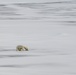 U.S. Coast Guard Cutter Healy conducts science missions