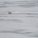 U.S. Coast Guard Cutter Healy conducts science missions