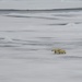 U.S. Coast Guard Cutter Healy conducts science missions