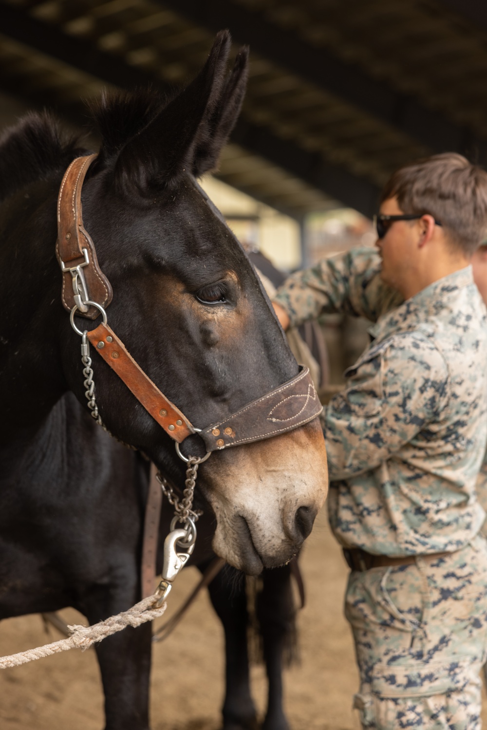 Mountains and mules: Marines use animals to carry burdens during MTX