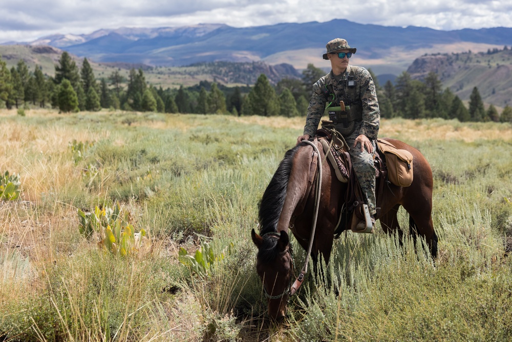 Mountains and mules: Marines use animals to carry burdens during MTX