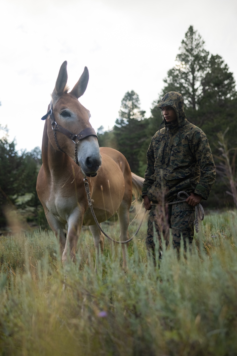 Mountains and mules: Marines use animals to carry burdens during MTX