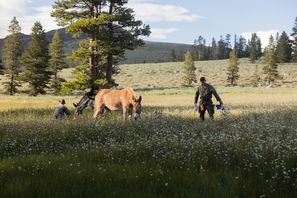 Mountains and mules: Marines use animals to carry burdens during MTX