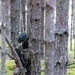 Red Currahee continues refining tactics during Silver Arrow exercise in Latvia