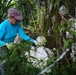 Camp Blaz conducts out planting for Mariana Eight-spot Butterfly