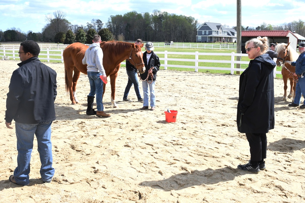 Soldiers learn to regulate emotions with horses with Equine-Assisted Group Psychotherapy