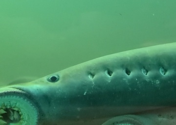 Pacific lamprey returns eclipsing other years