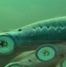 Pacific lamprey returns eclipsing other years