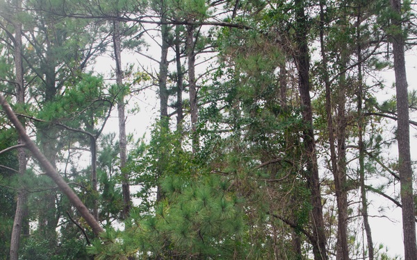 CLB 24 Chainsaw Course