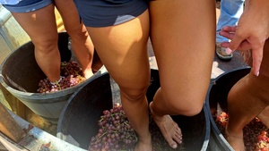Visit a vineyard
