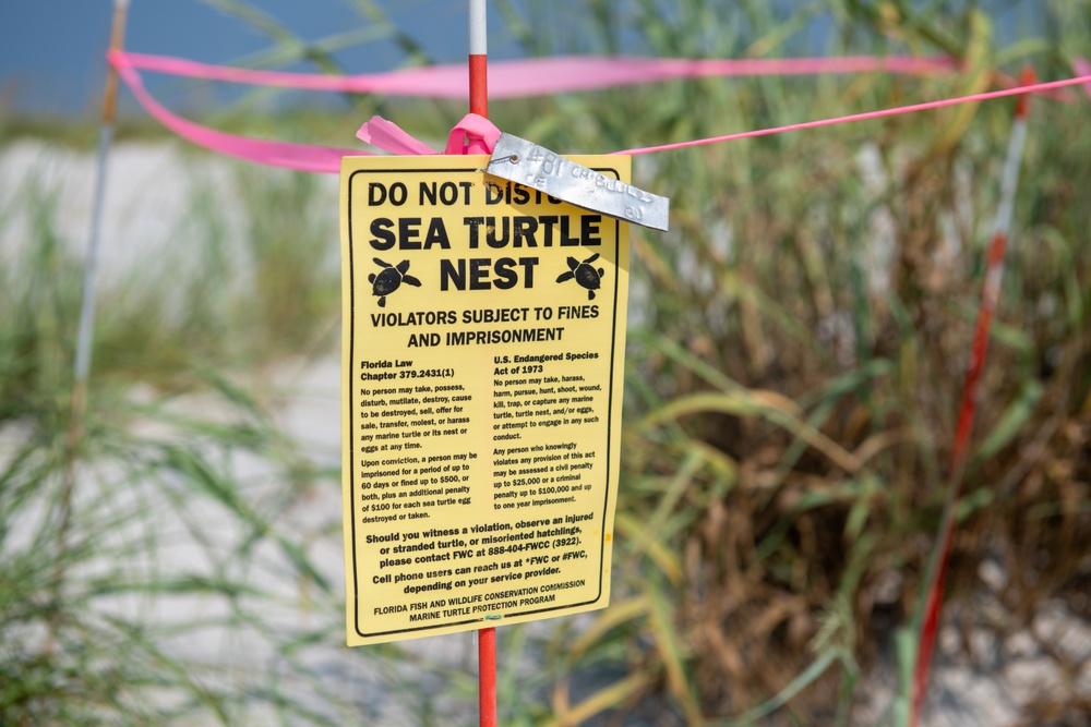 Sea turtles set strides at end of nesting season