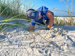 Sea turtles set strides at end of nesting season