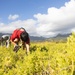 Celebrating National Public Lands Day: Volunteers participate in Puha Stream and Bellows Beach cleanup.