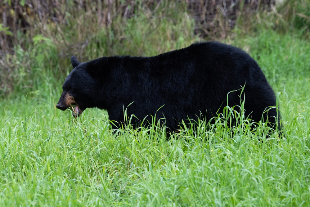 JBER's bears