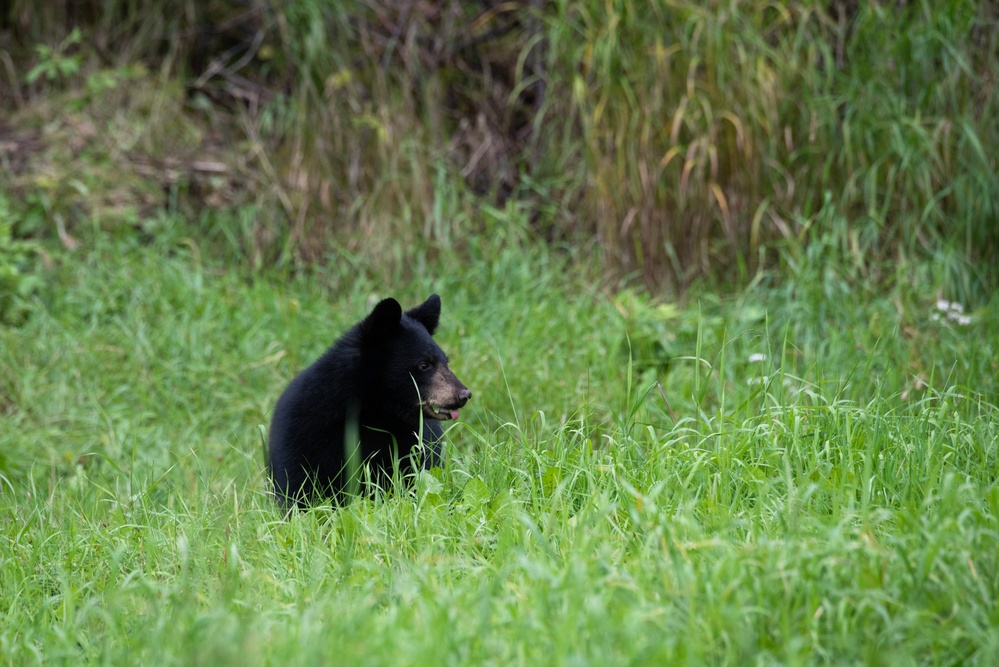 JBER's bears