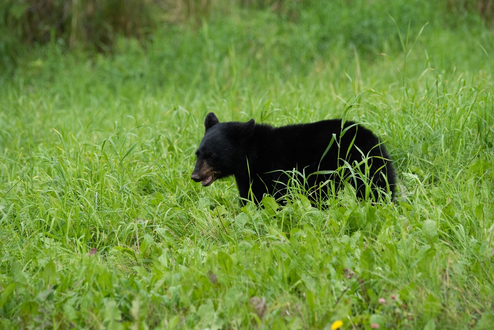 JBER's bears