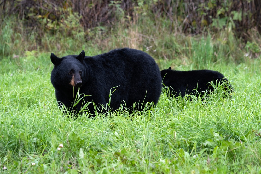 JBER's bears