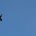 Alaska F-22 Raptors support Global Strike Task Force