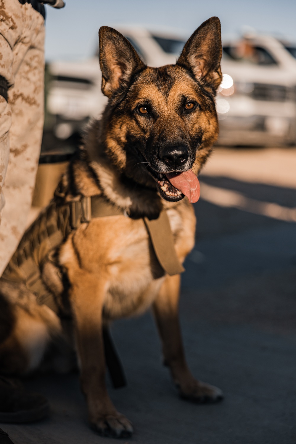 MCAGCC PMO Special Reaction Team performs close quarters tactics range