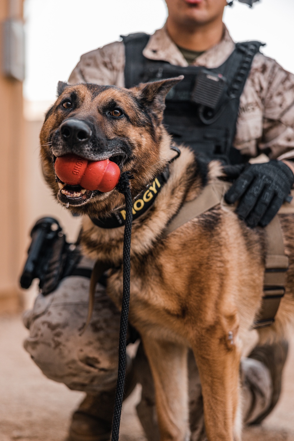 MCAGCC PMO Special Reaction Team performs close quarters tactics range