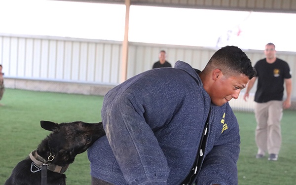 185th AVN BDE medics conduct Military Working Dog casualty training