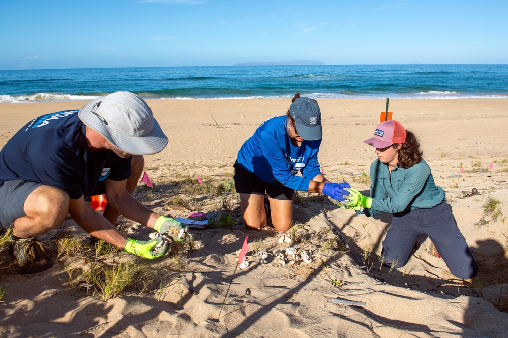 Green Sea Turtle Nest Hatches at Pacific Missile Range Facility