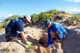 Green Sea Turtle Nest Hatches at Pacific Missile Range Facility