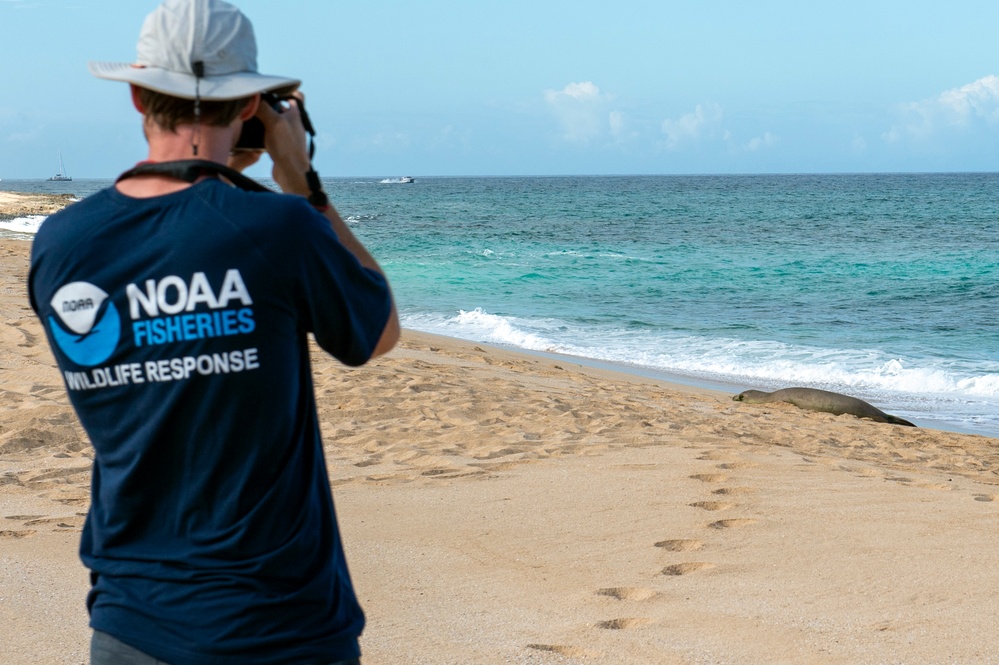 NOAA Biologist Documents Monk Seal at Pacific Missile Range Facility