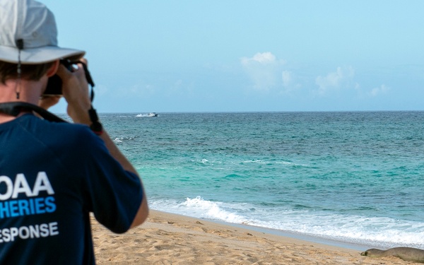NOAA Biologist Documents Monk Seal at Pacific Missile Range Facility