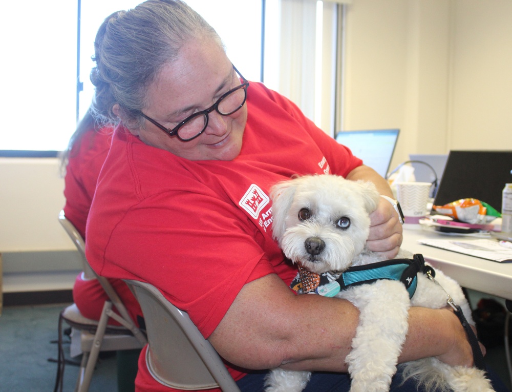 Therapy dog office store visits