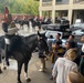 Royal Horses