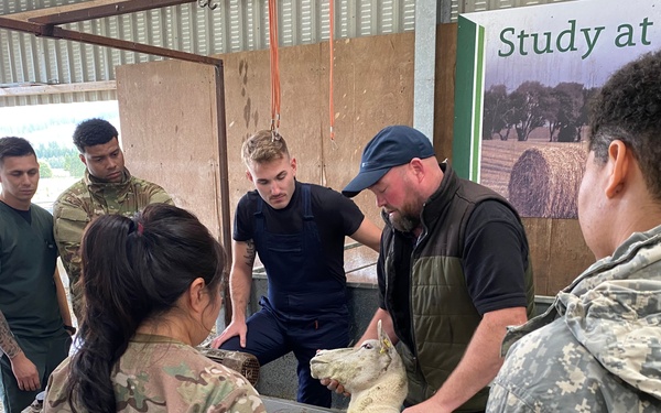 Sheep work