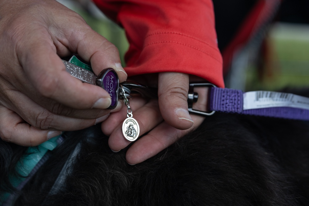 Paws and Blessings