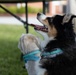 Paws and Blessings
