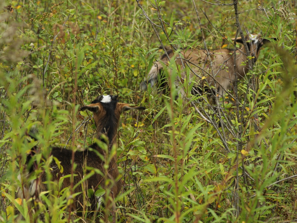 Energy Action Month: Fort McCoy uses goats to save on resources in fight against invasive plant species